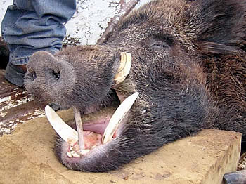 Expediente contra el cazador que disparó a un ejemplar de oso pardo en una cacería de jabalís