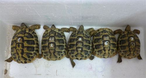 Rescatan cinco tortugas mediterráneas con certificados falsos