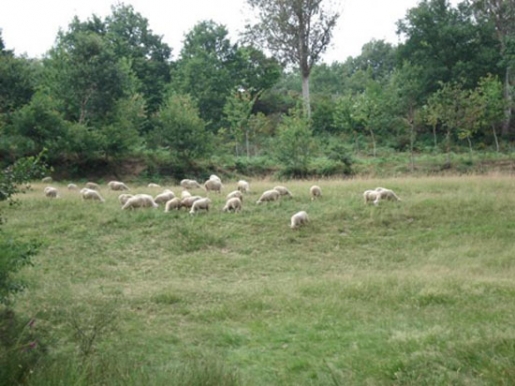 Cáncer Los entornos rurales son protectores