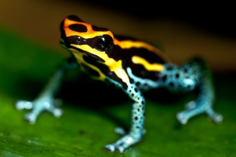 7 animales sorprendentemente tóxicos