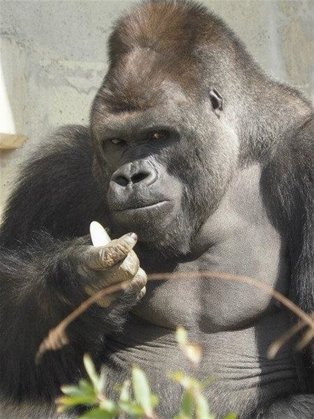 Shabani