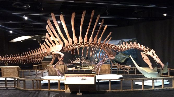 El Museu Blau de Barcelona expone el primer dinosaurio nadador y el más grande de entre los carnívoros