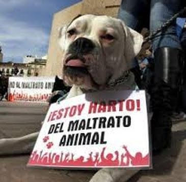 Ocho meses de cárcel por matar a un perro en Granada arrojándolo por la ventana