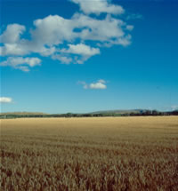 Las especies que más contribuyen a la persistencia de una red ecológica son las más amenazadas