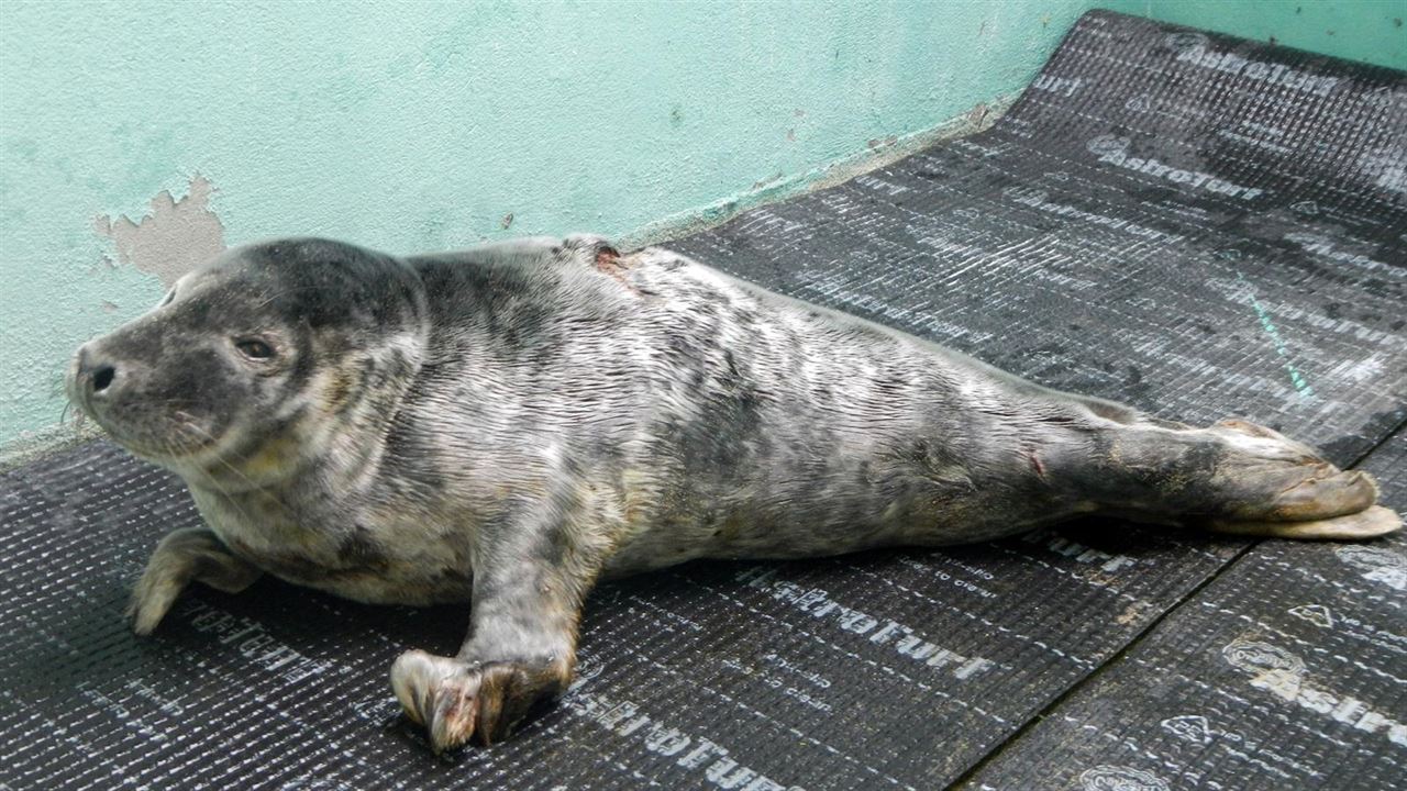 Qué hacer ante la aparición en las costas de animales de fauna silvestre