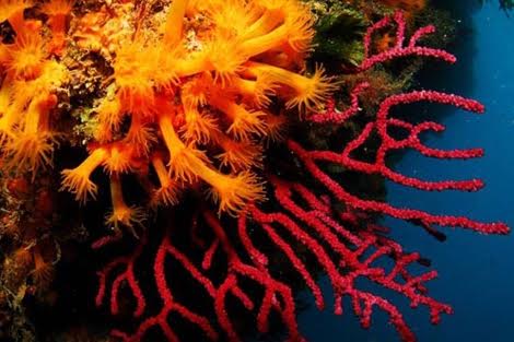 Europa respalda nuevas medidas para la protección del coral rojo en el Mediterráneo