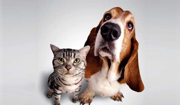 Un tercio de los españoles concede más importancia a su mascota que a sus amigos