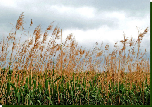 Bosques junto a cañaverales capturan más carbono
