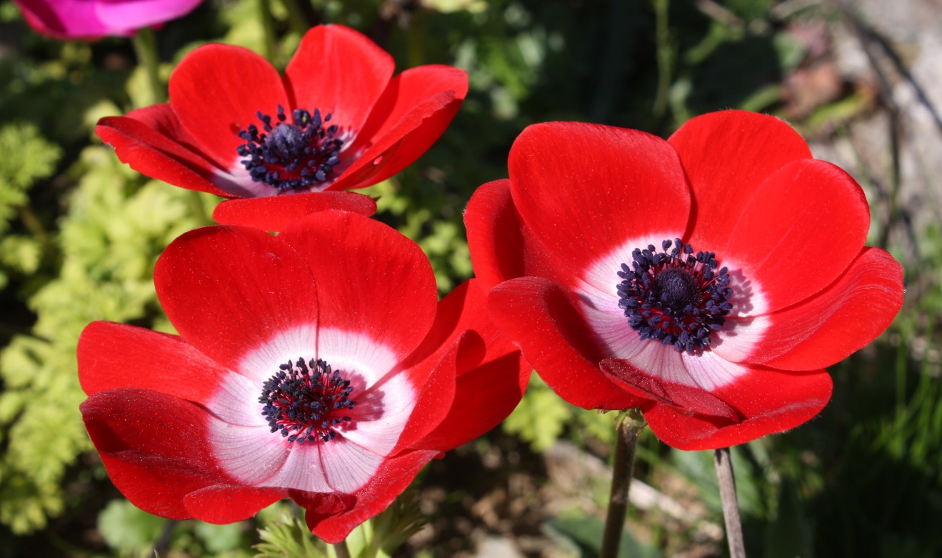 Día Mundial de la Naturaleza