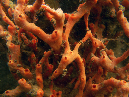 Los fondos marinos podrían curar la ‘malaria’