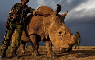 Podría la impresión 3D salvar a los rinocerontes