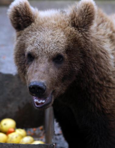 El oso Aragón ya ocupa un nuevo recinto en Cabárceno