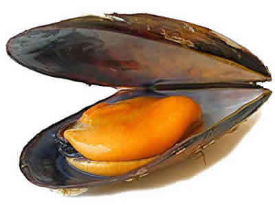 Ifapa participa en el proyecto transfronterizo Aqua&amp;Ambi para mejorar las poblaciones naturales de moluscos bivalvos