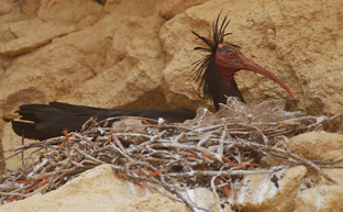 Medio Ambiente confirma la nidificación de 15 parejas de ibis eremita en la comarca de la Janda
