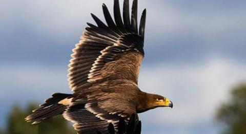 Las obligaciones de la UE incumplidas ponen ‘entre las cuerdas’ la biodiversidad