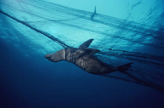 Cepesca se opone a la propuesta de prohibición total del uso de las ‘asesinas’ redes de enmalle de deriva de Bruselas