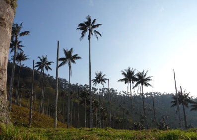 Colombia. XI Campaña Reconcíliate con la Naturaleza
