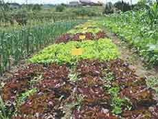 En Cuba foro internacional sobre agricultura orgánica