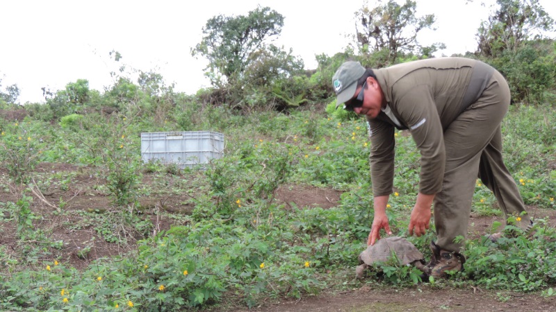 334 tortugas regresan a su hogar en Galápagos