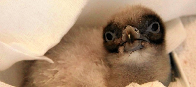 Cinco nuevos pollos de quebrantahuesos en el Centro de Cría de Pastriz