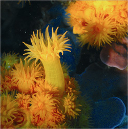 Conservación del Dendropoma petraeum