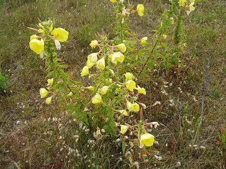 FNYH y Pequesurf recuperan las dunas de Somo