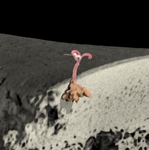 Encuentran gusanos zombies en el Mediterráneo