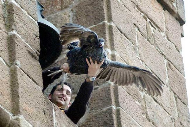 Sancionada la persona que arrojó una pava viva desde el campanario de la iglesia de Cazalilla (Jaén)