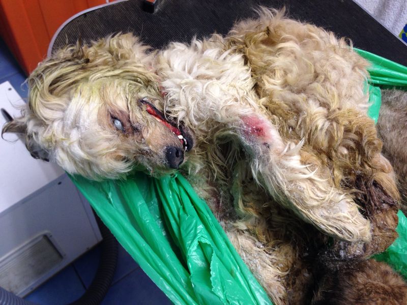 La iniciativa ciudadana Fondo 337 dará 2500€ a la entidad que denunció la crueldad de una perrera en Murcia