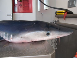 La autopsia del tiburón de Vila-seca demuestra la anormalidad de su presencia en la playa