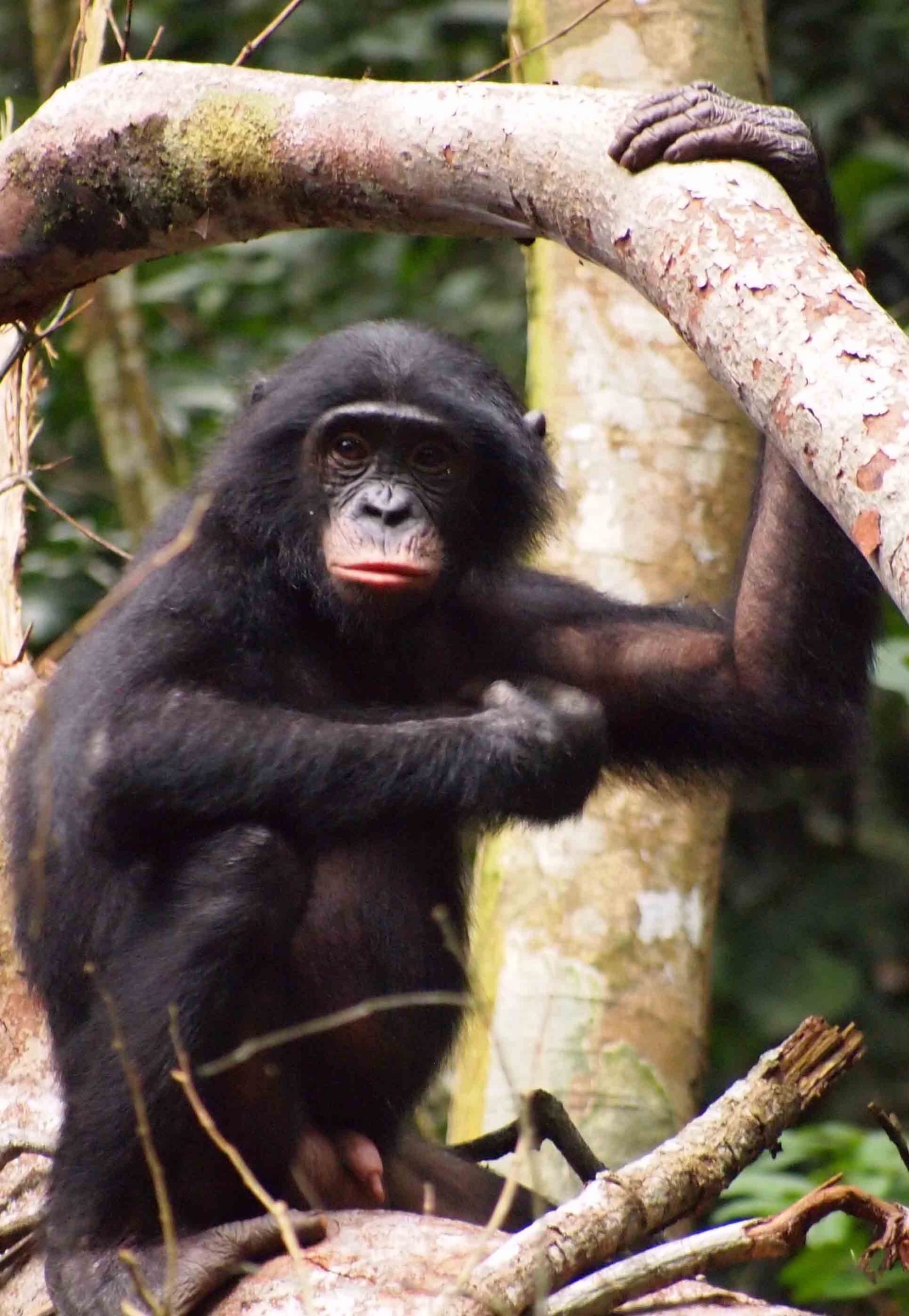 El tren de la evolución