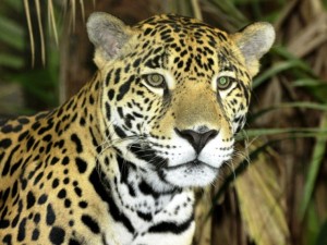 Nueva Alianza para la Protección del Jaguar en Belice