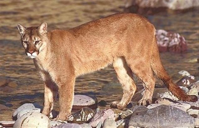 La dieta variada salvó al puma de la extinción masiva del Pleistoceno