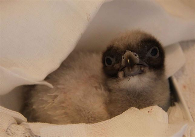 Nacen en Aragón cuatro nuevos ejemplares de quebrantahuesos