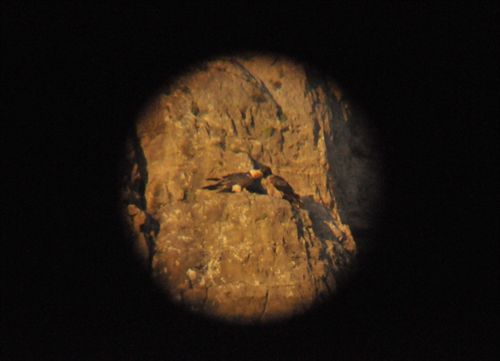 Fundación Gypaetus avista en actitud de "cercanía" a la primera pareja de quebrantahuesos liberados