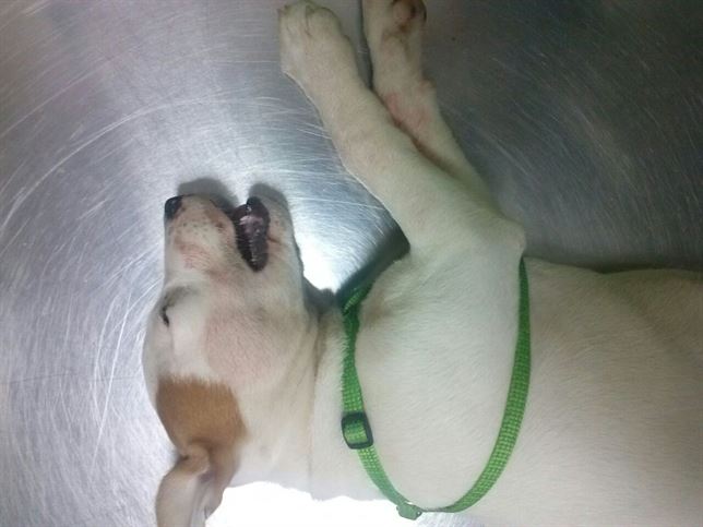 Envenenan un perro en un parque de A Coruña