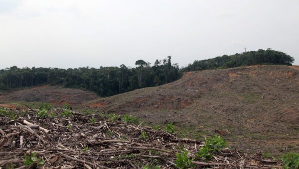 Panamá albergará conversatorio sobre gobernanza forestal en Centroamérica