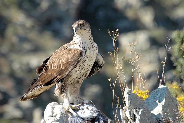 Plan de Recuperación del águila azor perdicera