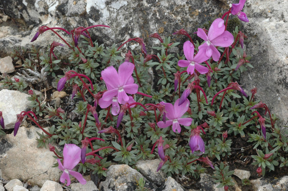 España NO protege sus plantas amenazadas