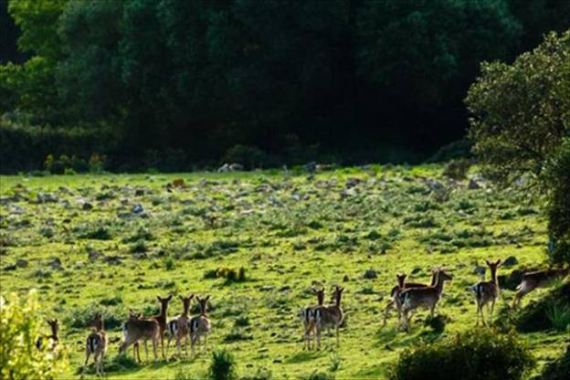 Batalla por ‘La Almoraima’ en Castellar de la Frontera (Cádiz)