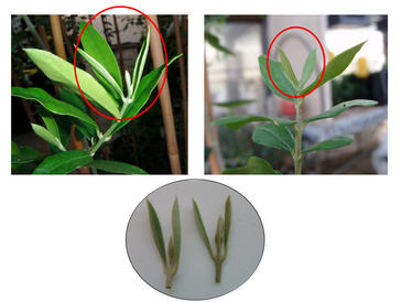 Desnudan los genes del olivo