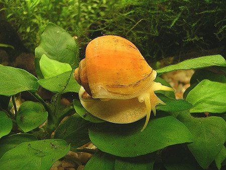 Una empresa riojana encuentra una posible solución para la plaga del caracol manzana