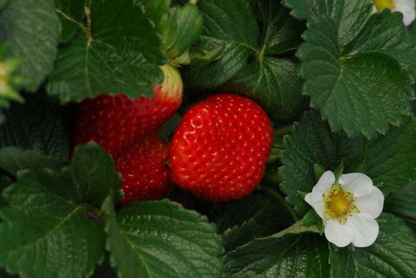 Tensión permanente con el asunto del agua en Doñana
