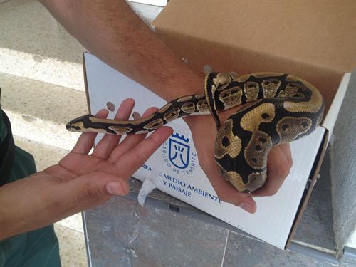 El Seprona captura una serpiente pitón en Playa de las Américas (Tenerife)
