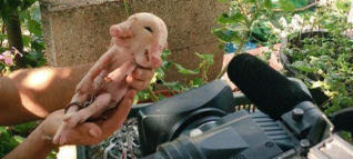 Apenas sobrevivió 24 horas un cerdo con dos caras nacido en una granja de Vilches