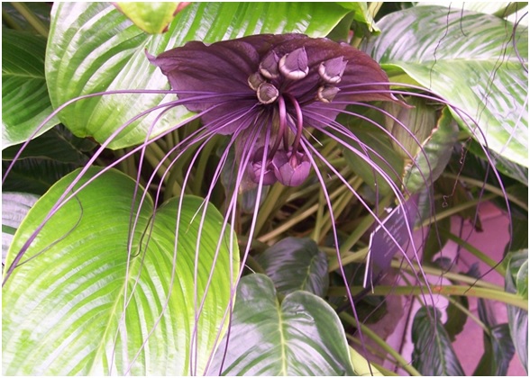 10 datos increíbles de las plantas que quizá no sabías