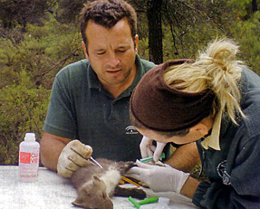 El ‘desastre’ del control de predadores en Castilla – La Mancha