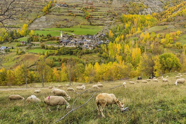 La mayor parte de los bosques de ribera del Parc Natural de lAlt Pirineu están mal conservados