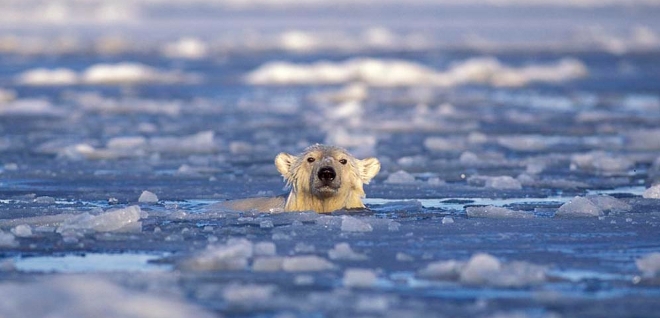 Las consecuencias del deshielo del Ártico son imprevisibles