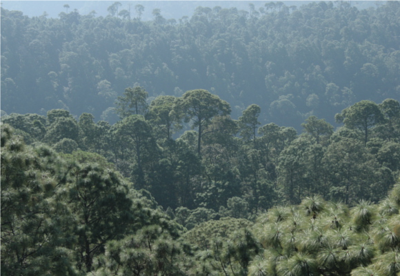 México. En Mérida realizarán el VII Taller Regional de Monitoreo de Bosques